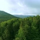 Drone Forest Aerial View Nature German Forest Trees - VideoHive Item for Sale