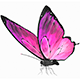 Butterfly Rigged PBR - 3DOcean Item for Sale