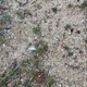 Ground texture - 3DOcean Item for Sale