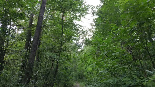 Daytime Forest Landscape in Summer