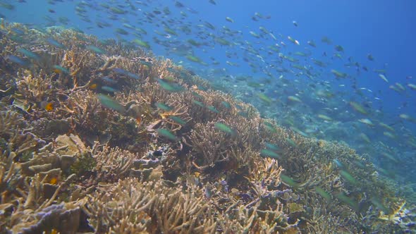 colorful coral reef fish lots of small blue fish swimming in swarms on top