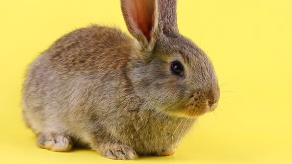 a Small Fluffy Affectionate Brown Rabbit Sits on a Pastel Yellow Background