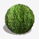Willow Tree Branches Seamless Texture - 3DOcean Item for Sale