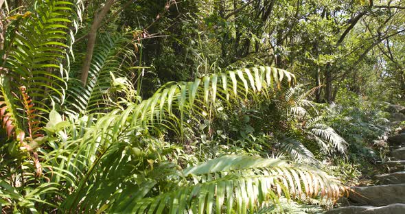 Green plant on mountain