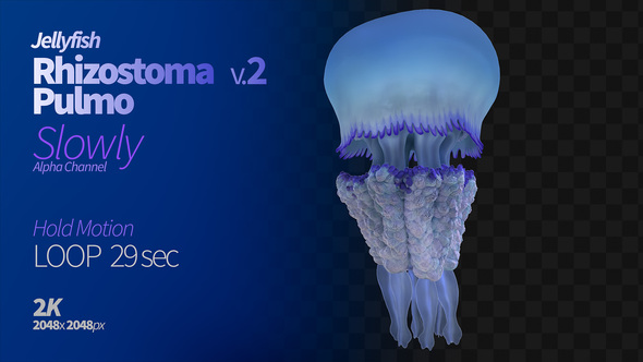 Jellyfish Rhizostoma Pulmo 2
