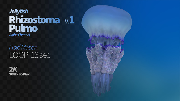 Jellyfish Rhizostoma Pulmo 1