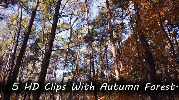 Autumn Forest Scenery. 5 Clips.