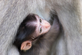Baby monkey hiding and sucking mother's chest - PhotoDune Item for Sale
