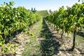 White grape vineyards in Italy. Italian winery. - PhotoDune Item for Sale
