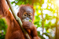 Orangutan cute baby in tropical rainforest. Sumatra, Indonesia - PhotoDune Item for Sale