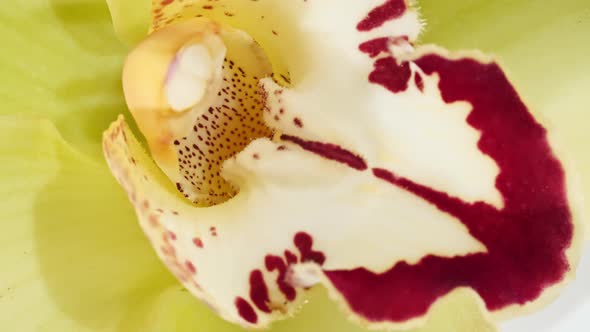 Beautiful Yellow Orchid Rotating on White Background Macro Shot