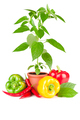 Pepper plant - PhotoDune Item for Sale