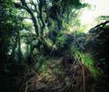 Fantasy tropical jungle forest in surreal colors. Concept landscape - PhotoDune Item for Sale