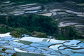 Abstract rice terraces texture with sky reflection. Banaue, Philippines - PhotoDune Item for Sale