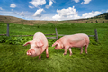 Cute pigs grazing at summer meadow at mountains pasturage - PhotoDune Item for Sale