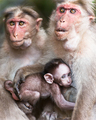 Family portrait of macaque monkeys in wild - PhotoDune Item for Sale
