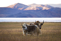 Wild yak in Himalaya mountains - PhotoDune Item for Sale