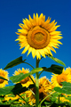 Sunflower field background under blue sky - PhotoDune Item for Sale