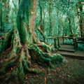 Tropical misty rainforest - PhotoDune Item for Sale