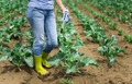 Woman use digital soil meter in the soil. Cabbage plants. - PhotoDune Item for Sale