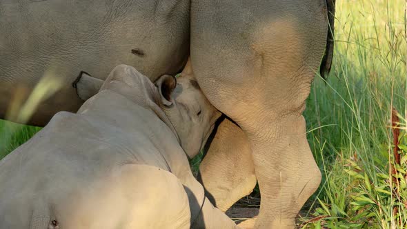 White Rhinoceros Calf Suckling