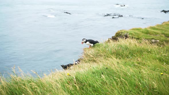 3 puffins Standing on a Cliff Edge Eating Fish