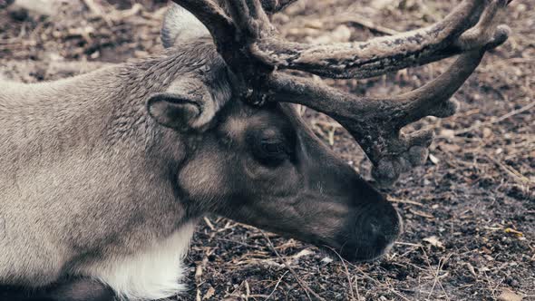 A Lone Reindeer Munching Grass While Relaxing In The Meadow - extreme close up