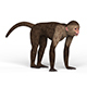 Capuchin Monkey - 3DOcean Item for Sale