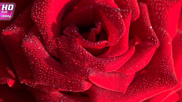 Red Rose Petals In Dew Drops