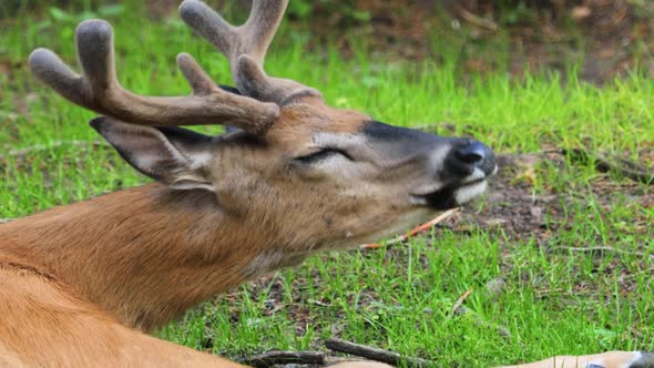 White-tailed Deer (Odocoileus Virginianus), Also Known As the Whitetail or Virginia Deer