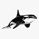 Killer Whale Sculpt - 3DOcean Item for Sale