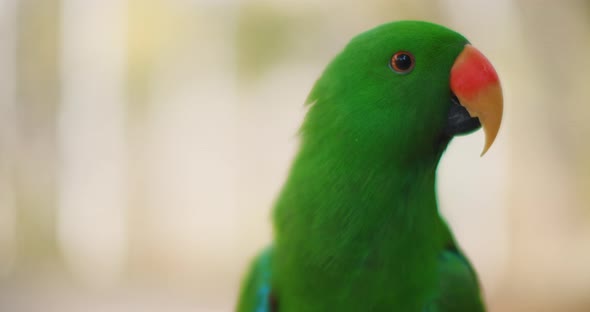 Close up of Eclectus parrot (Eclectus roratus), shallow depth of field. BMPCC 4K