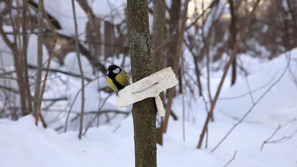 Great tit pecks at fat