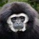 Gibbon
