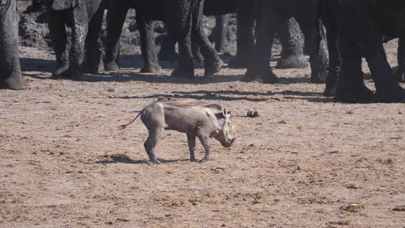 Warthog with an injured leg walks around a herd of elephants