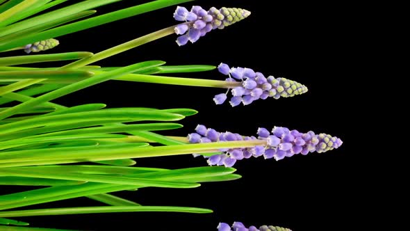 Purple Grape Hyacinth Muscari Flowers Blooming