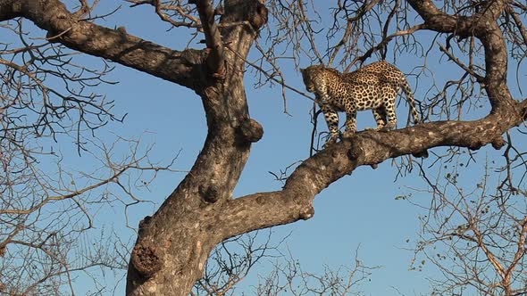 A leopard descending from a tree during the day in the Greater Kruger National Park, Africa.