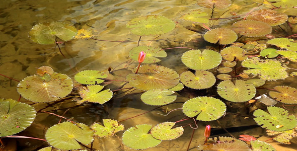 Lotus In The Pond