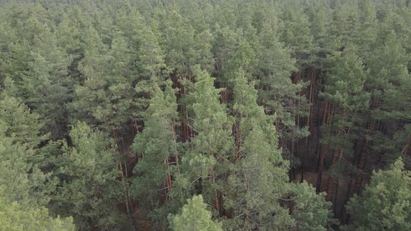 Forest Landscape Aerial View Slow Motion