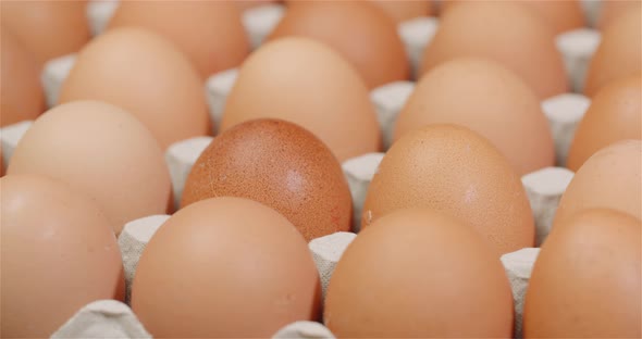 Eggs Extruder Full of Fresh Eggs on Black Background