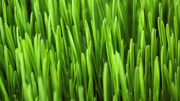 Growing Plants in Timelapse, Sprouts Germination Newborn Plant, Rye Field, Cereal Crop, Time Lapse