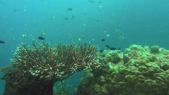 colony of acropora coral and colorful reef fish on the great barrier reef