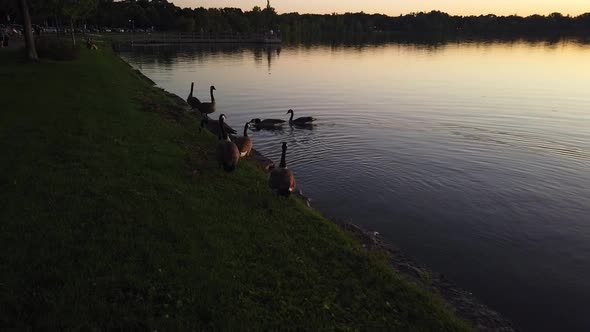 ducks at the lake during sunset