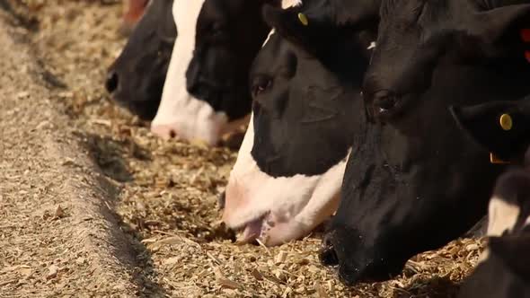 Milky cows feeding on farm barn in Brazil.