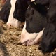 Milky cows feeding on farm barn in Brazil. - VideoHive Item for Sale