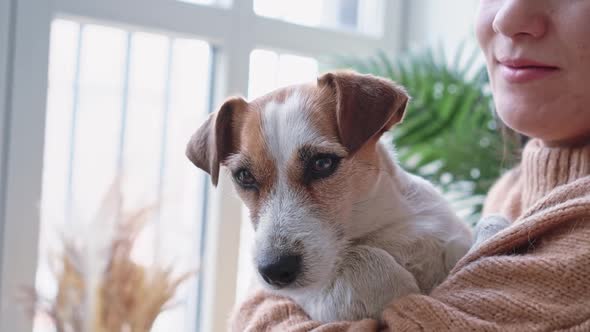 Portrait Jack Russell Dog in Arms Young Beautiful Woman European Appearance