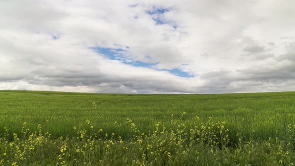 Wheat Fields And Cloudy Sky