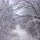 Aerial Footage of the Frozen Winter Forest Deeply Covered with Snow - VideoHive Item for Sale