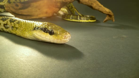 Thin-tailed Green Snake Crawling on Wooden Snag in Black Background. Close Up on Head. Macro Shot