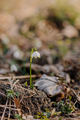 Spring Snowflake (Leucojum vernum), Endangered species, Protected species - PhotoDune Item for Sale